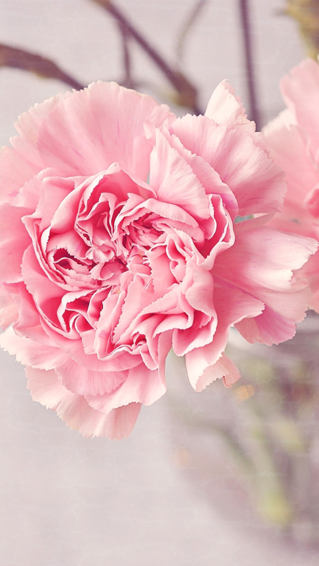 Das Pink Carnations Wallpaper 640x1136