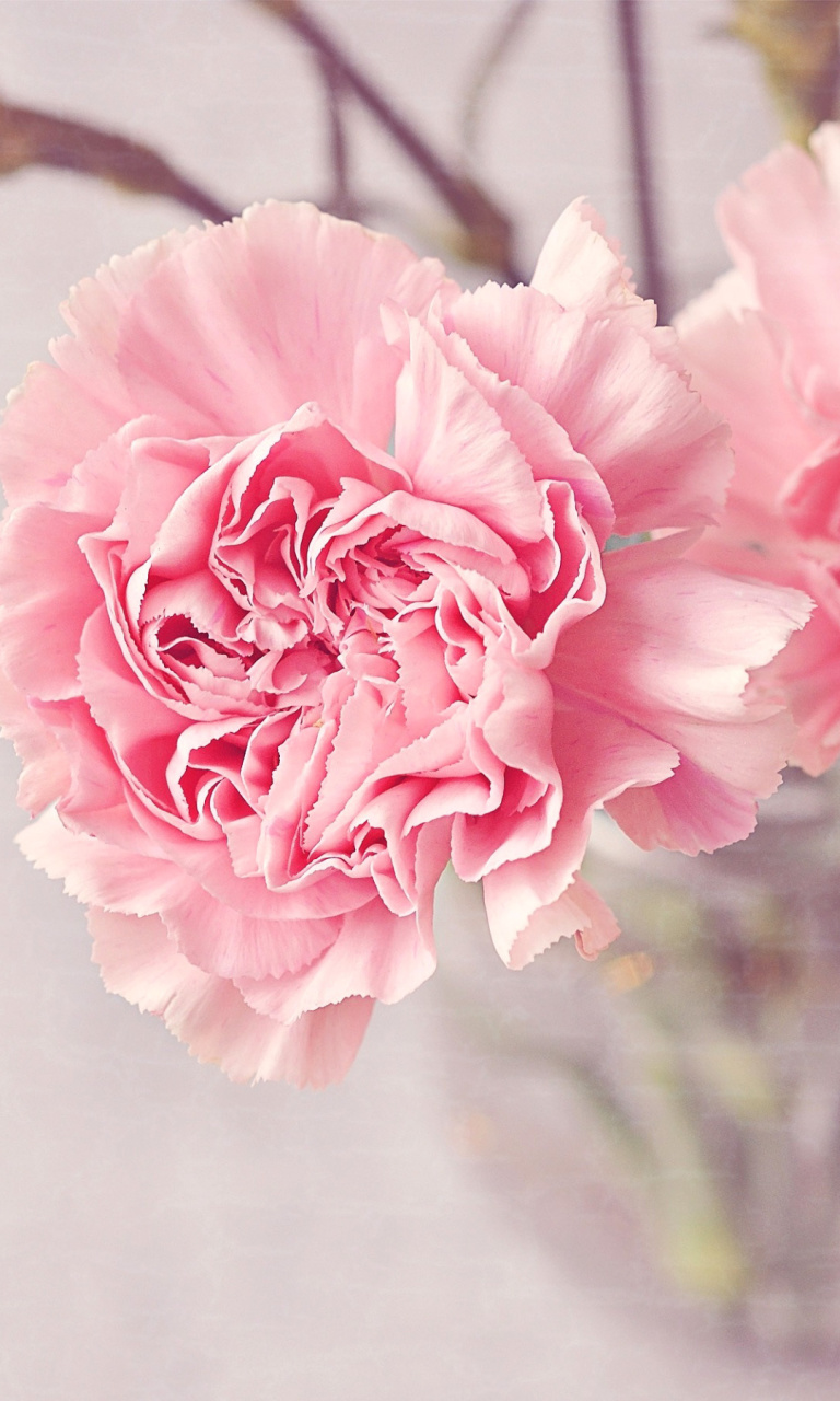 Das Pink Carnations Wallpaper 768x1280