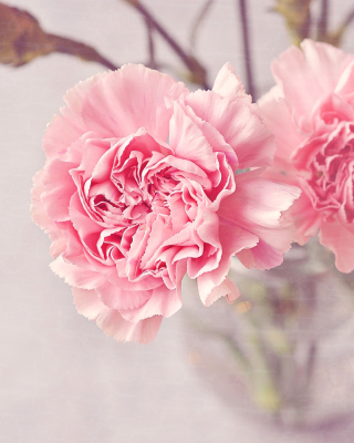 Pink Carnations papel de parede para celular para Nokia Lumia 1020