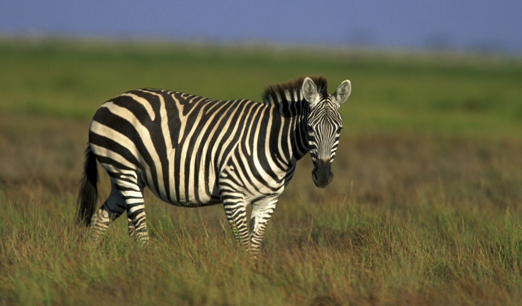 Fondo de pantalla Zebra In The Field 1024x600