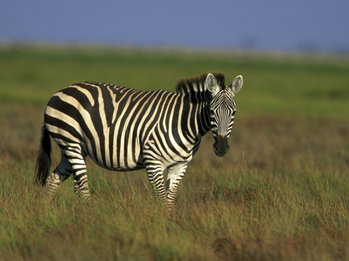 Das Zebra In The Field Wallpaper 1152x864