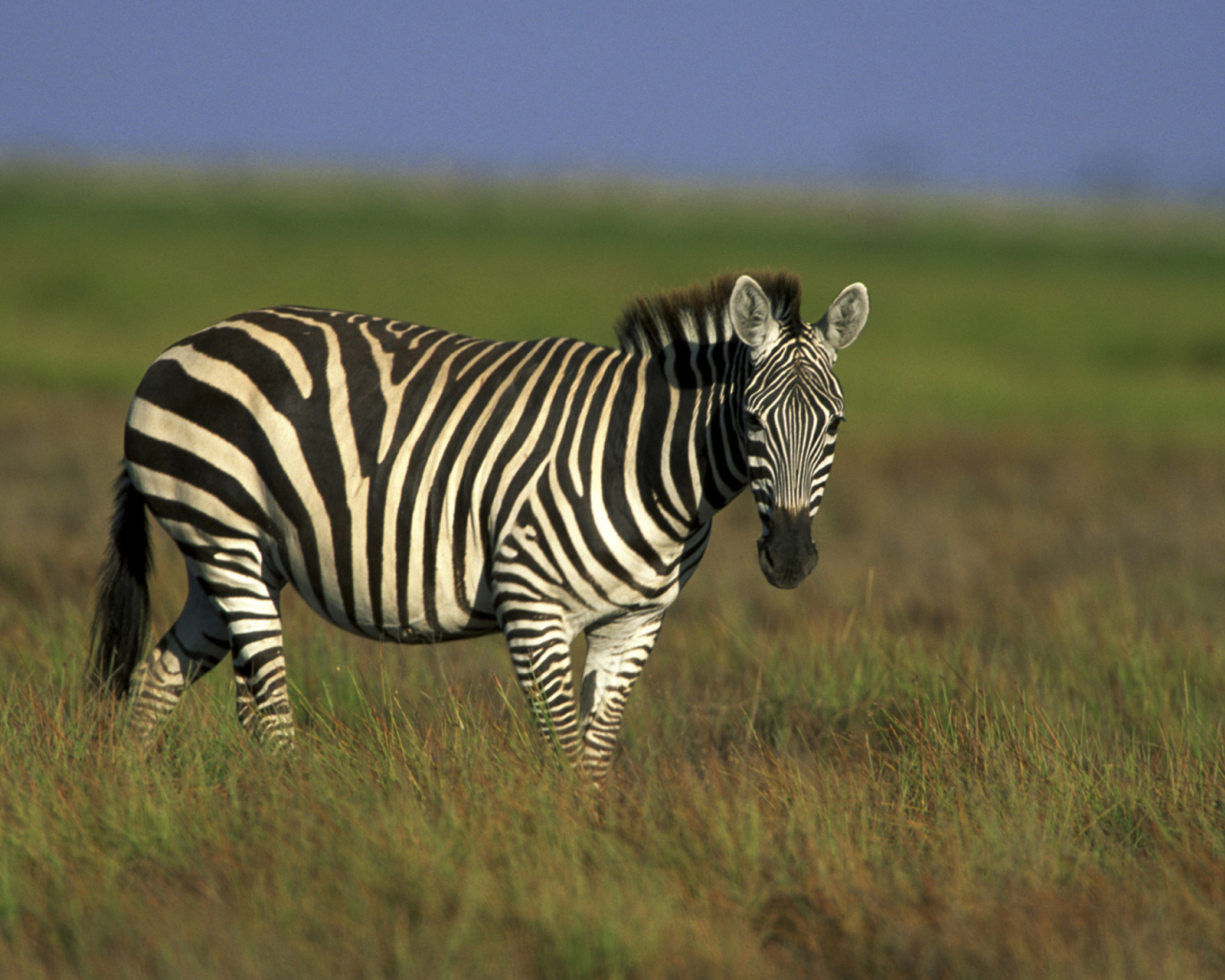Das Zebra In The Field Wallpaper 1280x1024
