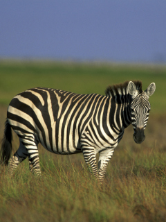 Das Zebra In The Field Wallpaper 240x320