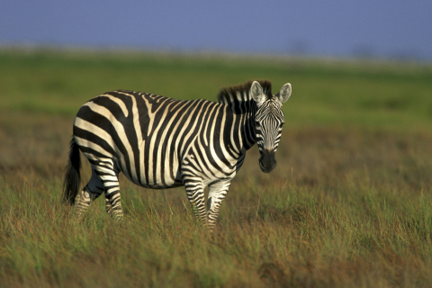 Das Zebra In The Field Wallpaper 480x320