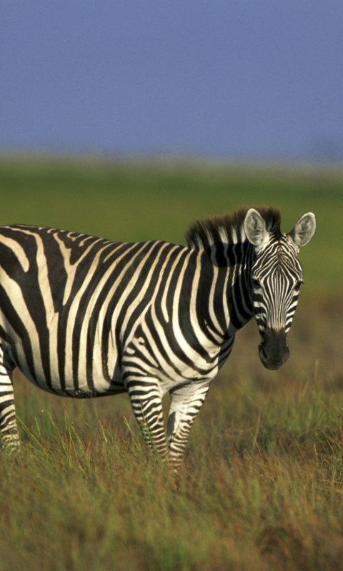 Fondo de pantalla Zebra In The Field 480x800