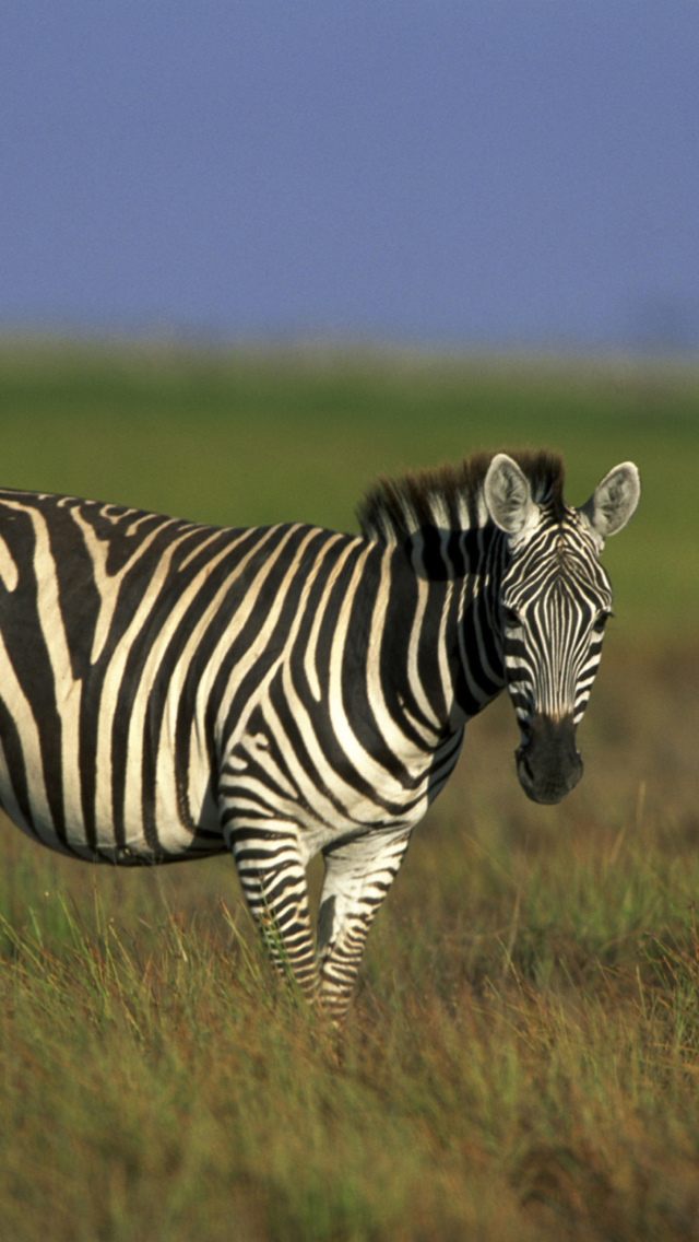 Sfondi Zebra In The Field 640x1136