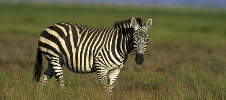 Das Zebra In The Field Wallpaper 720x320