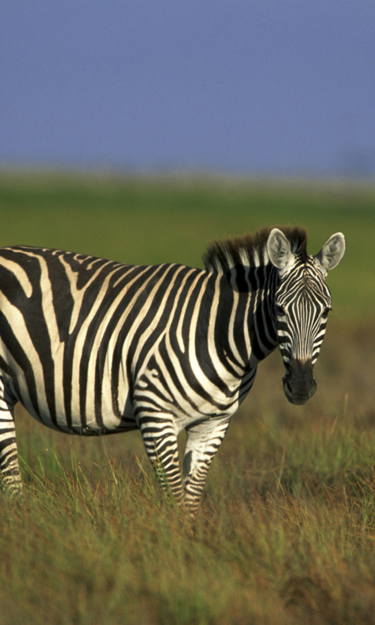 Fondo de pantalla Zebra In The Field 768x1280