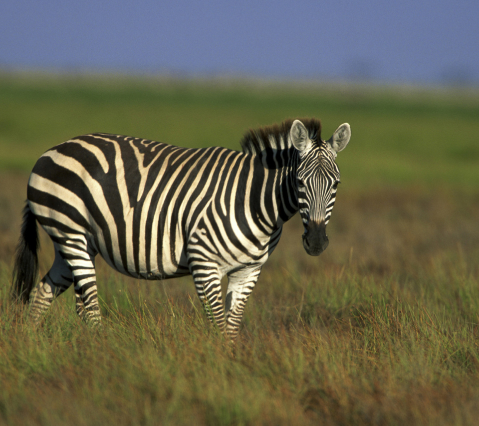 Обои Zebra In The Field 960x854