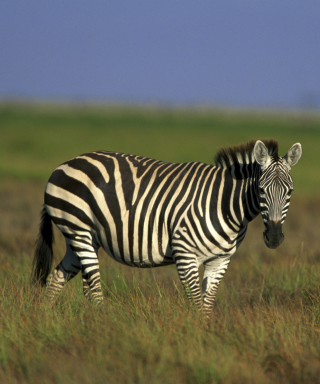 Zebra In The Field - Obrázkek zdarma pro 640x960