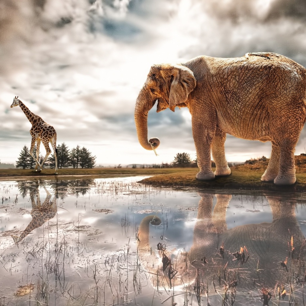 Fantasy Elephant and Giraffe wallpaper 1024x1024