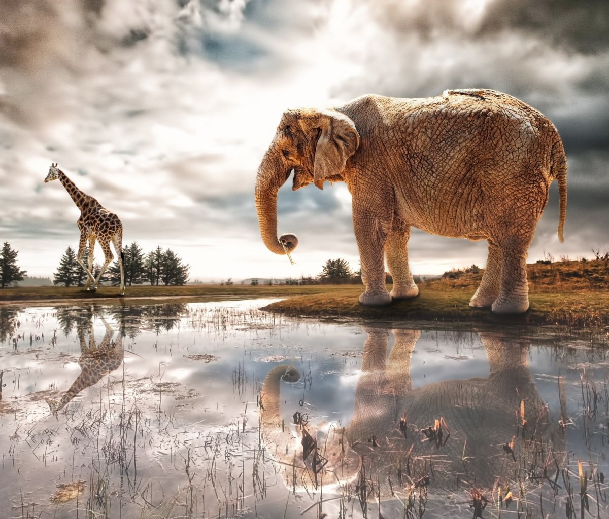 Das Fantasy Elephant and Giraffe Wallpaper 1200x1024