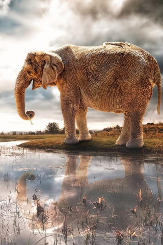 Das Fantasy Elephant and Giraffe Wallpaper 320x480