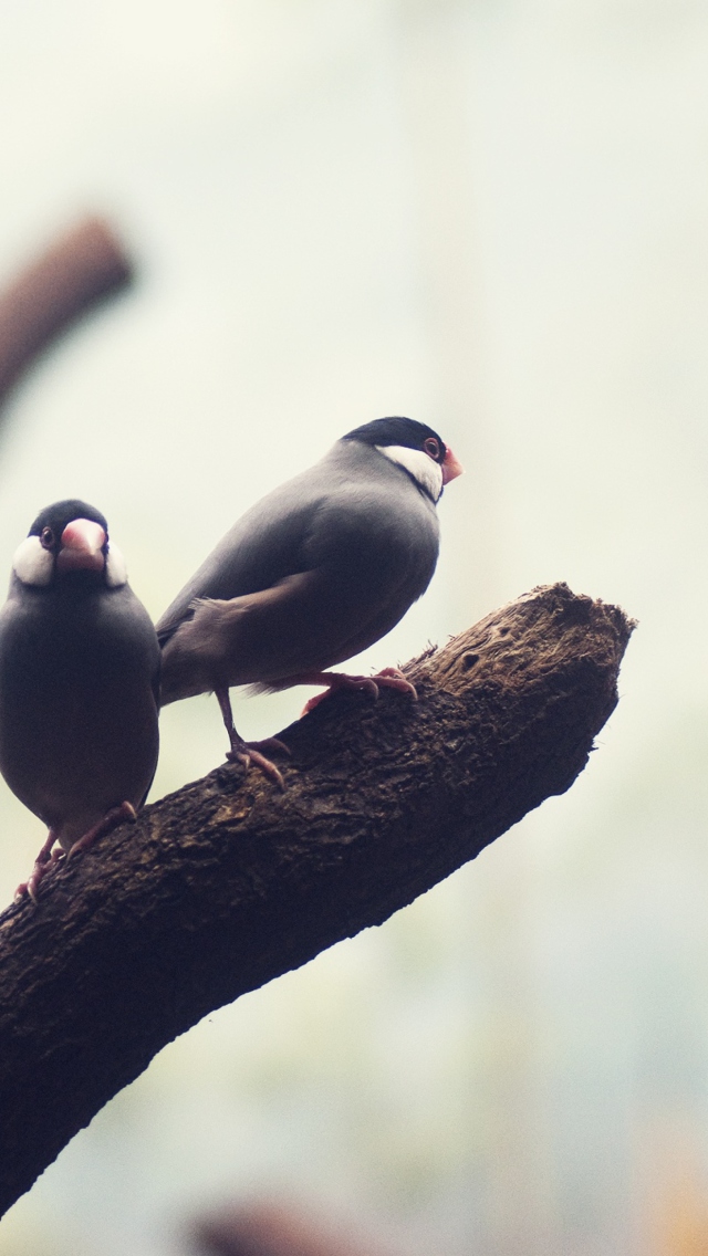 Two Birds On Branch screenshot #1 640x1136