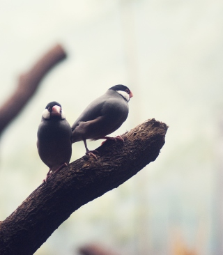 Kostenloses Two Birds On Branch Wallpaper für Nokia Lumia 920