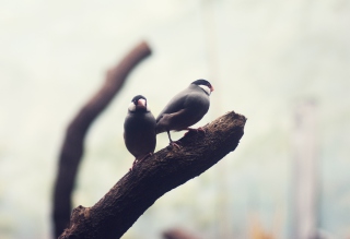 Two Birds On Branch Wallpaper for Android, iPhone and iPad