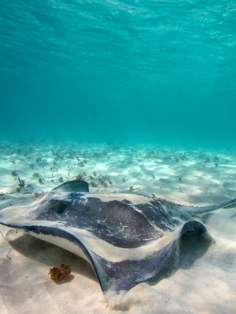 Stingray wallpaper 480x640