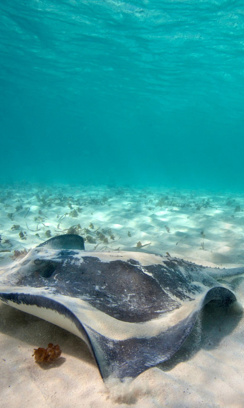 Stingray wallpaper 480x800