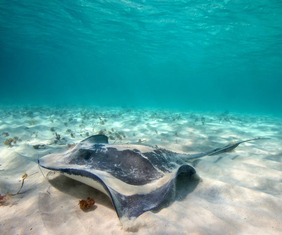 Stingray wallpaper 960x800