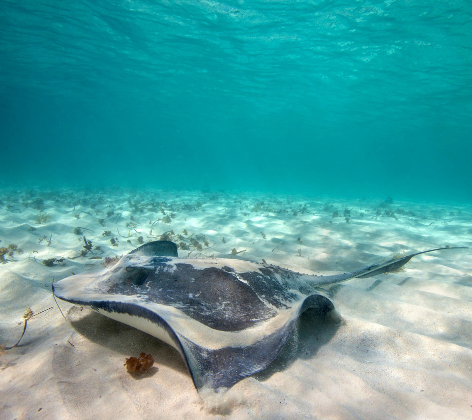 Stingray wallpaper 960x854