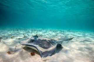 Free Stingray Picture for Android, iPhone and iPad