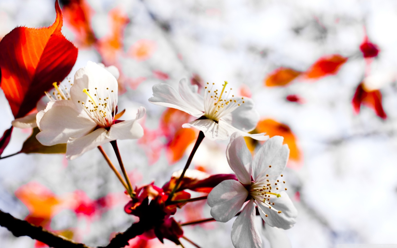 Das Spring Season Flowers Wallpaper 1280x800