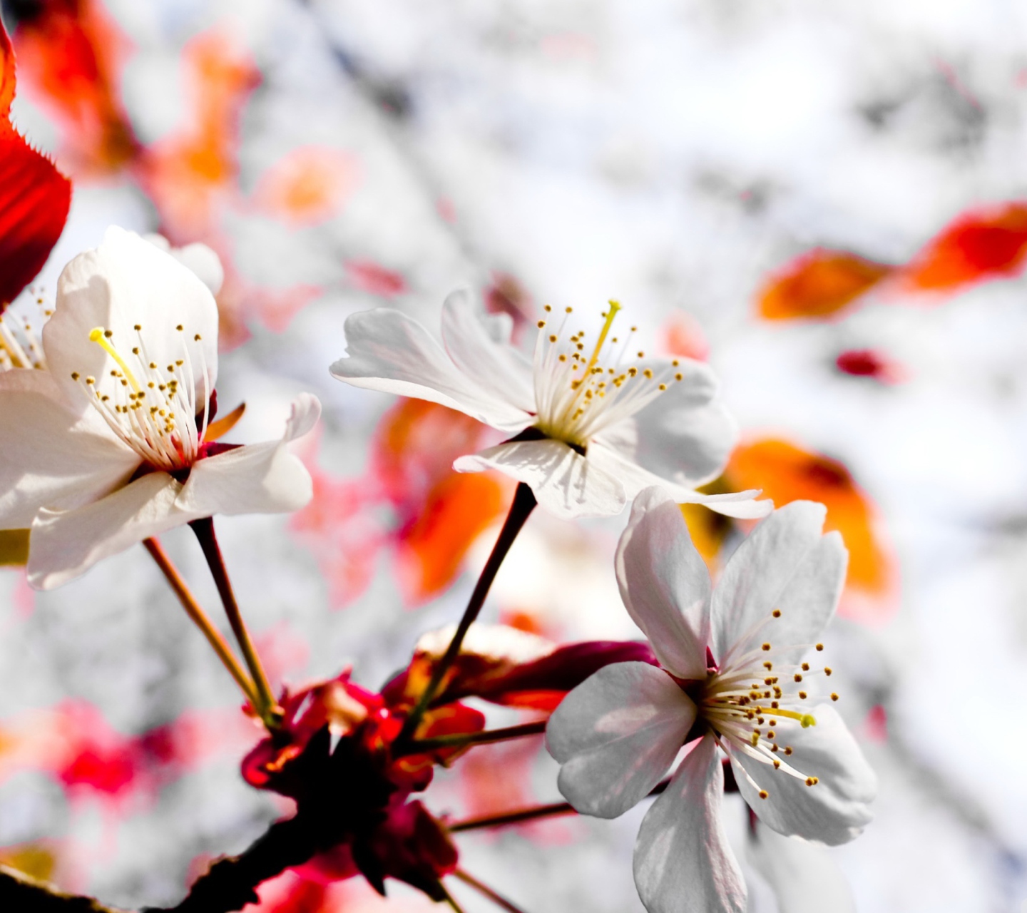 Das Spring Season Flowers Wallpaper 1440x1280