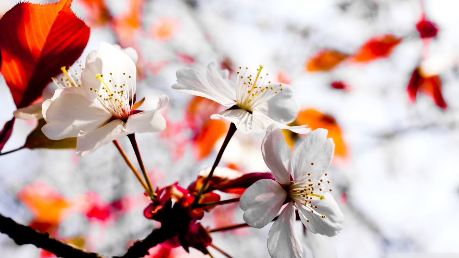 Das Spring Season Flowers Wallpaper 1600x900