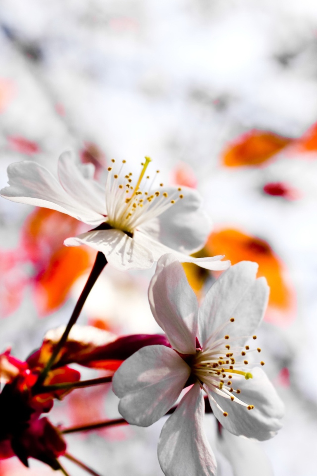 Spring Season Flowers screenshot #1 640x960