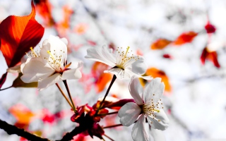 Spring Season Flowers - Obrázkek zdarma pro Android 320x480