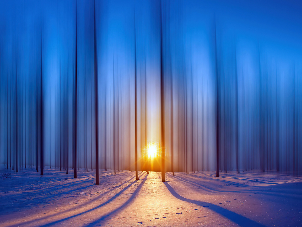 Fondo de pantalla Snow Forest 1152x864