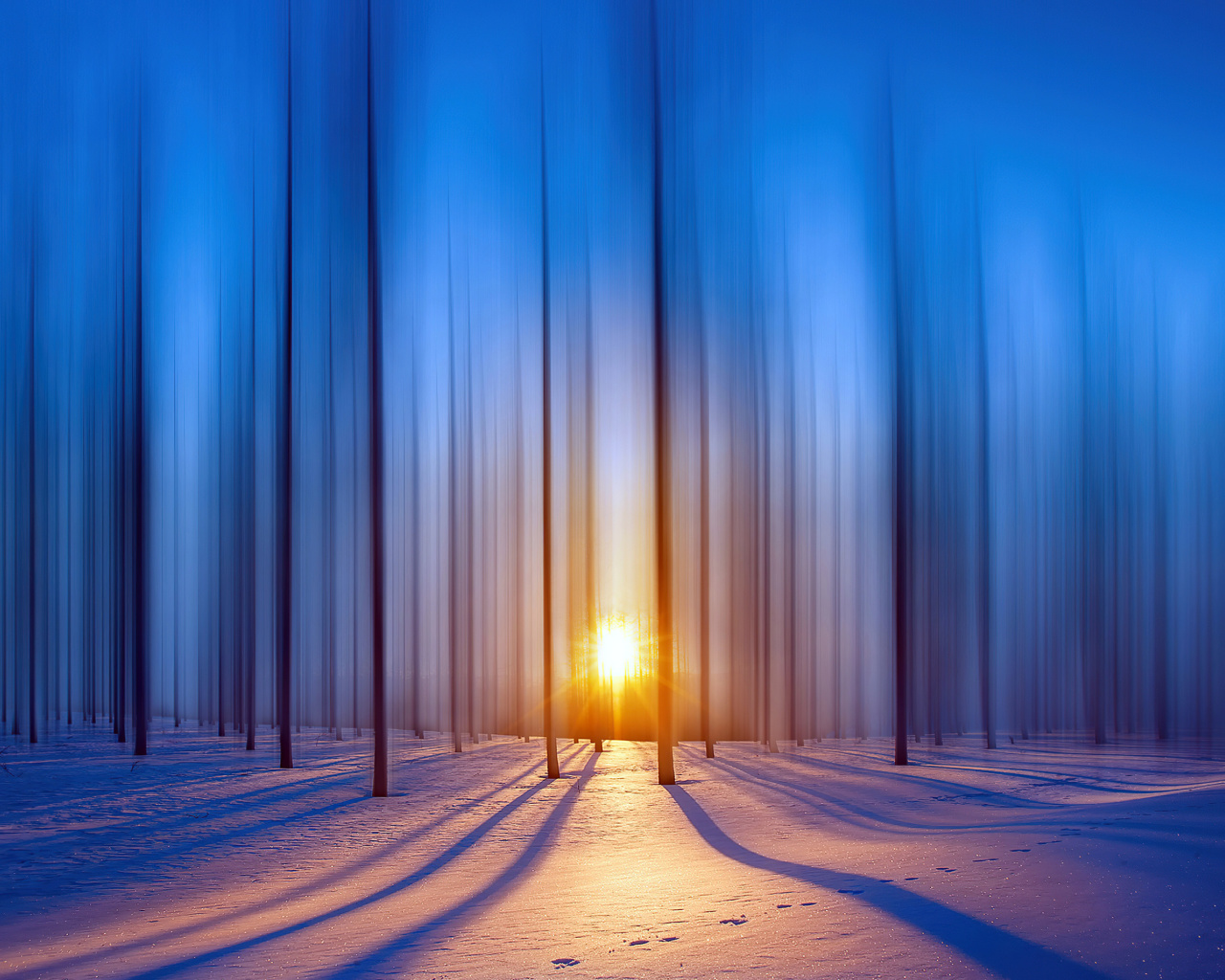 Fondo de pantalla Snow Forest 1280x1024