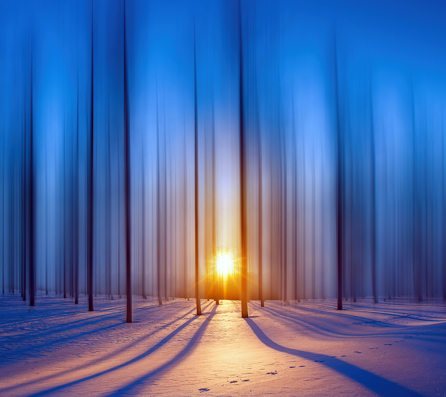 Fondo de pantalla Snow Forest 1440x1280