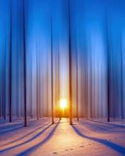 Das Snow Forest Wallpaper 176x220