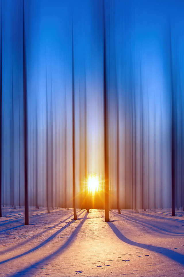 Das Snow Forest Wallpaper 640x960