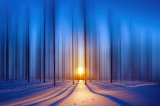 Snow Forest Picture for Android, iPhone and iPad