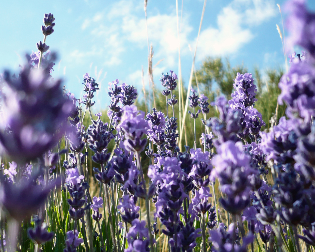 Screenshot №1 pro téma Lavender Fields - Milton, Delaware 1280x1024