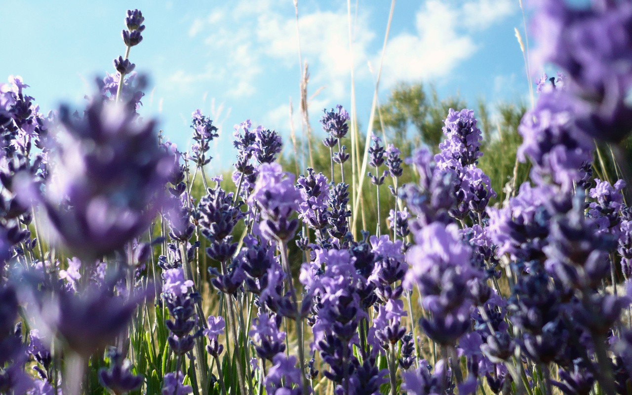 Lavender Fields - Milton, Delaware screenshot #1 1280x800