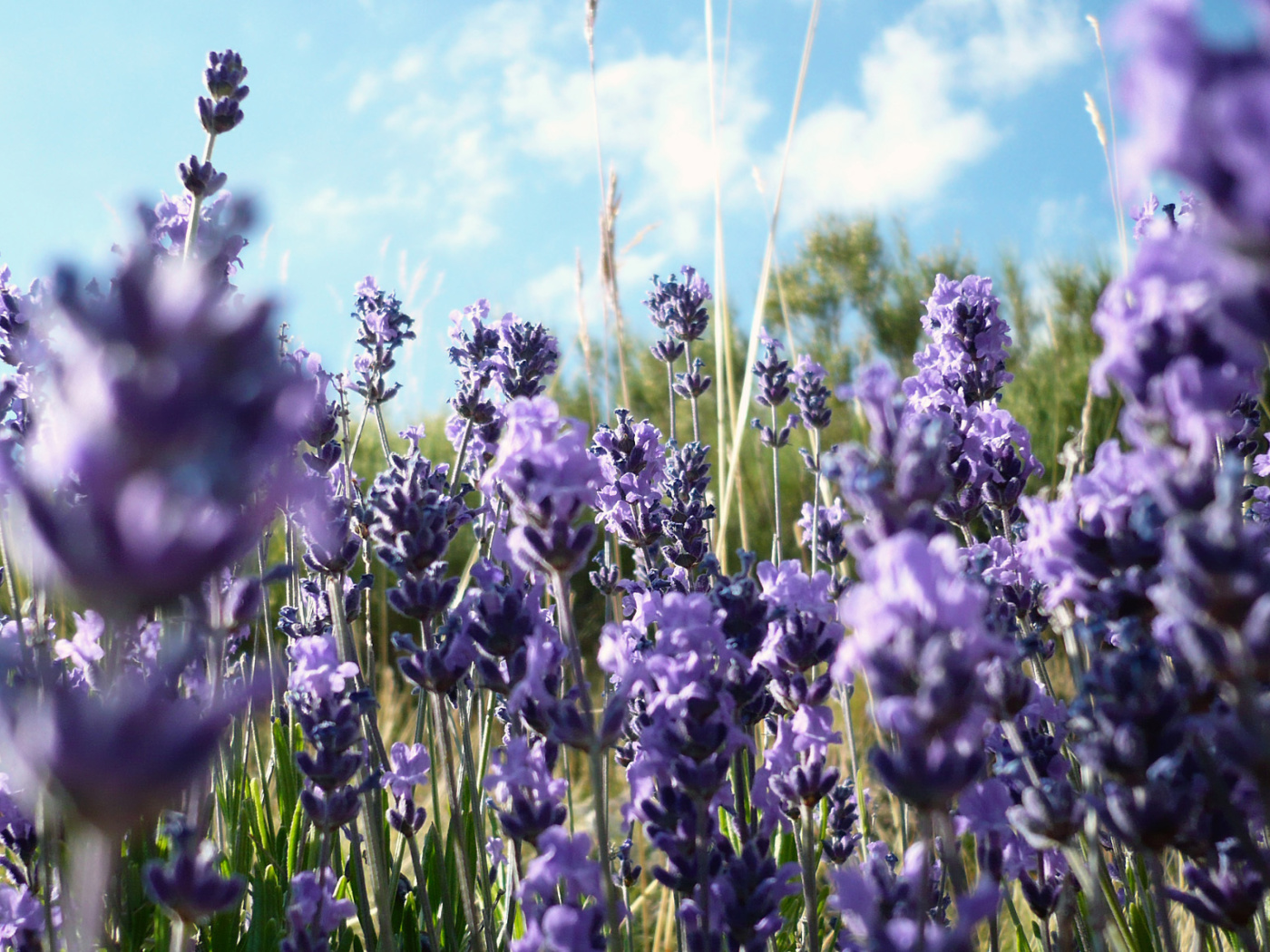 Screenshot №1 pro téma Lavender Fields - Milton, Delaware 1400x1050