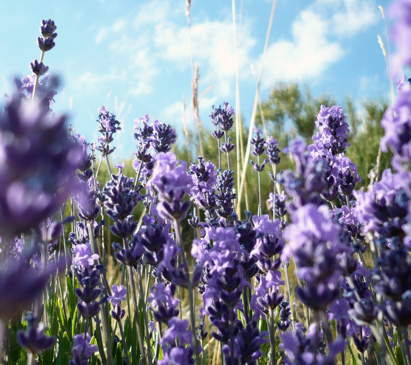 Sfondi Lavender Fields - Milton, Delaware 1440x1280