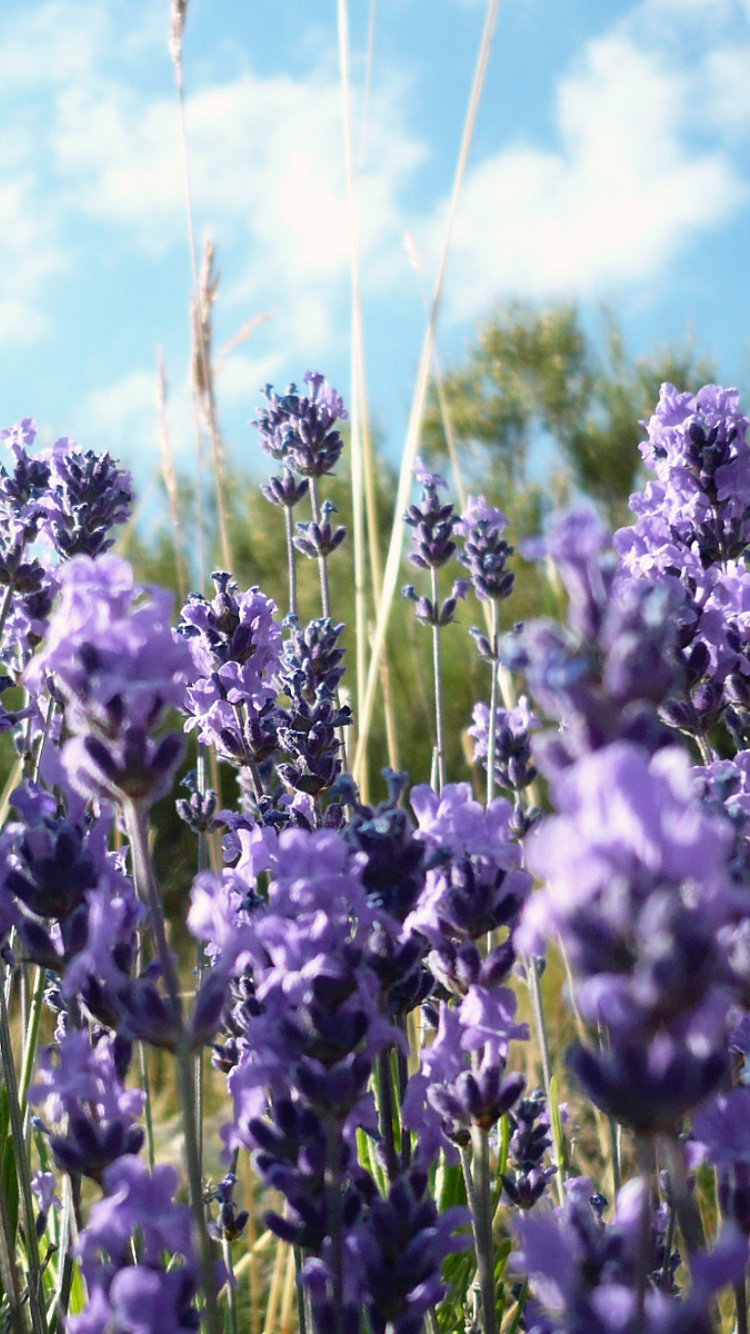 Sfondi Lavender Fields - Milton, Delaware 750x1334
