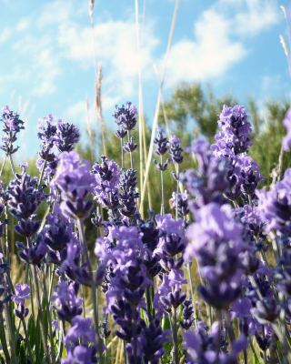 Kostenloses Lavender Fields - Milton, Delaware Wallpaper für Nokia Lumia 2520