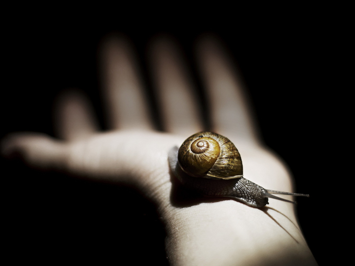 Обои Snail On Hand 1152x864