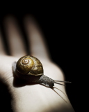 Snail On Hand screenshot #1 128x160