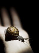 Обои Snail On Hand 132x176