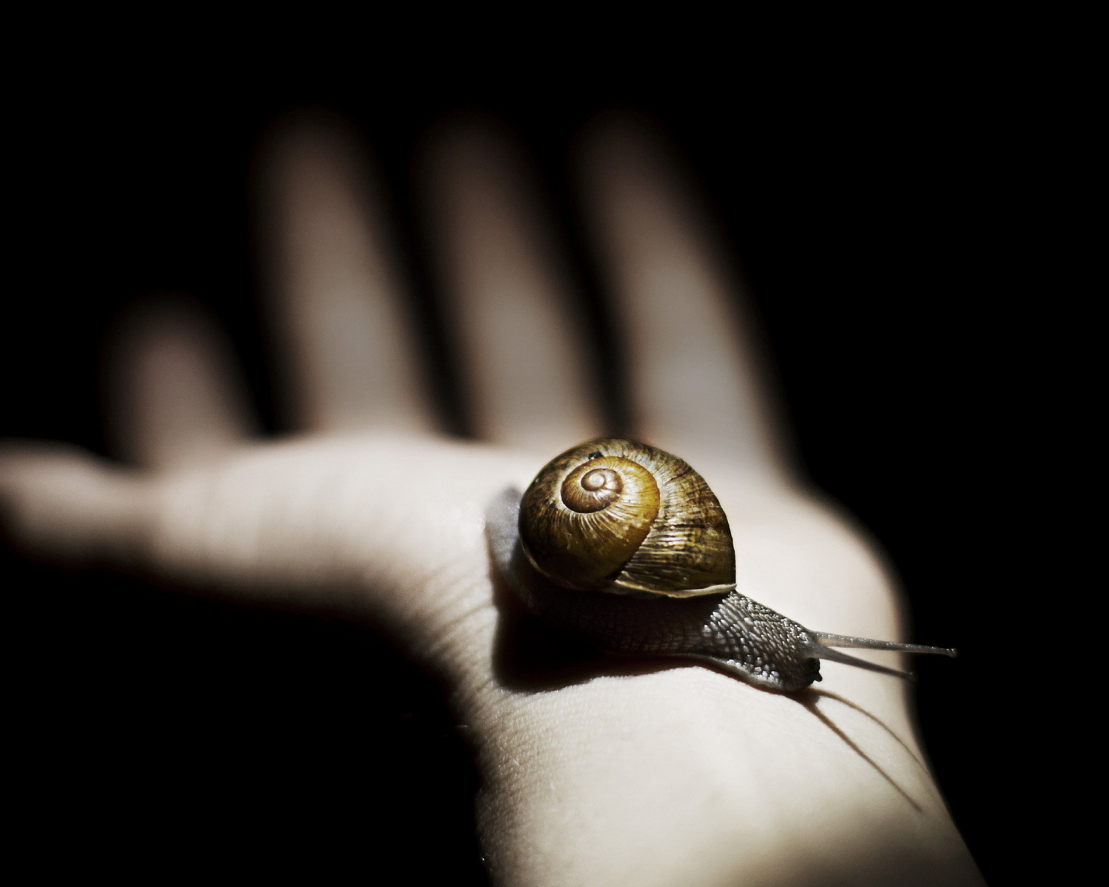 Sfondi Snail On Hand 1600x1280