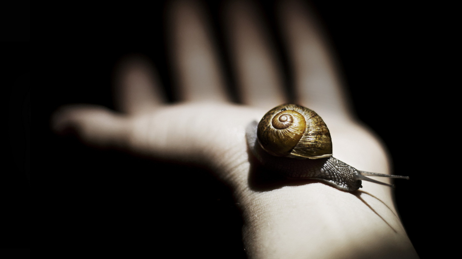 Обои Snail On Hand 1600x900