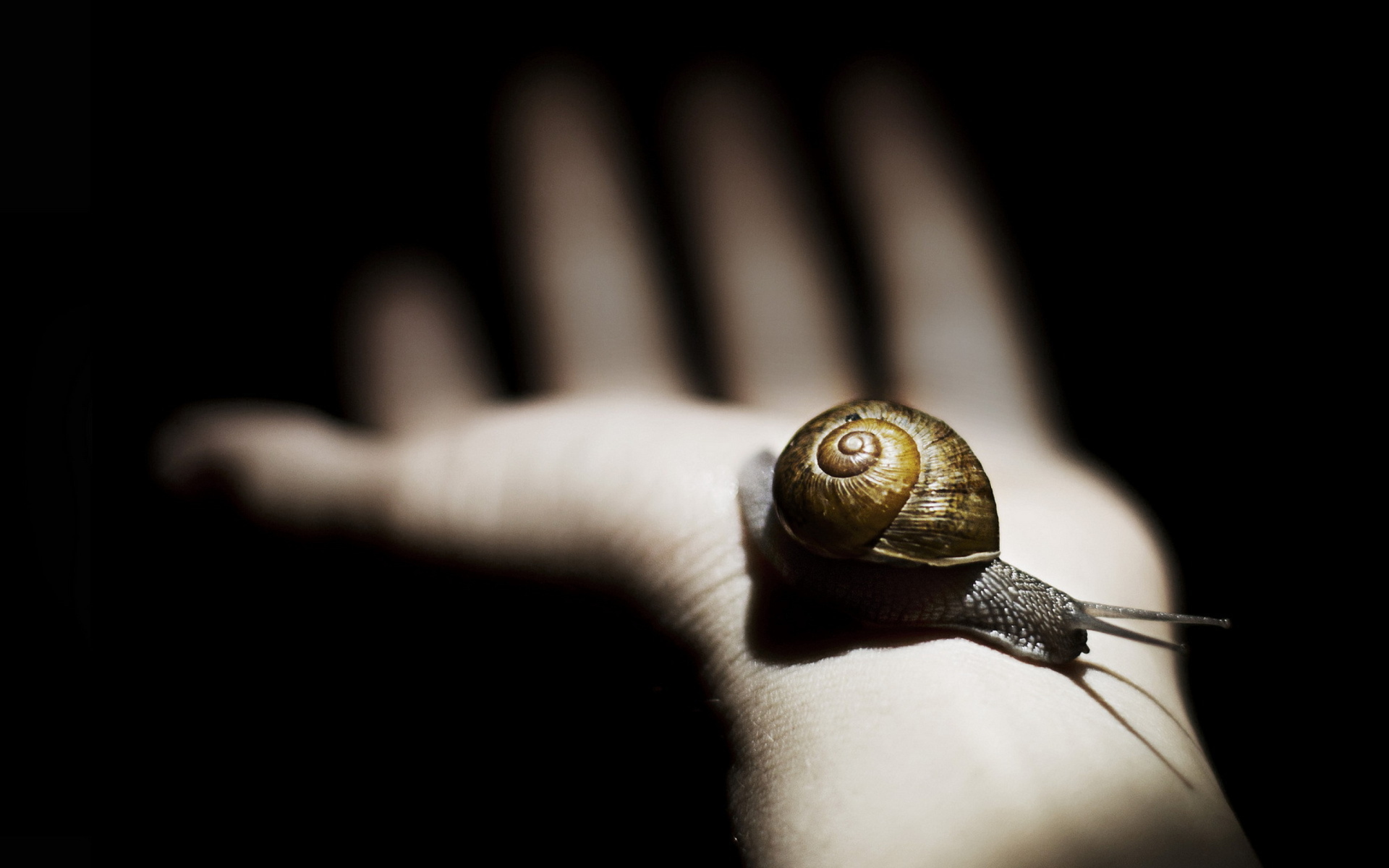 Обои Snail On Hand 1920x1200