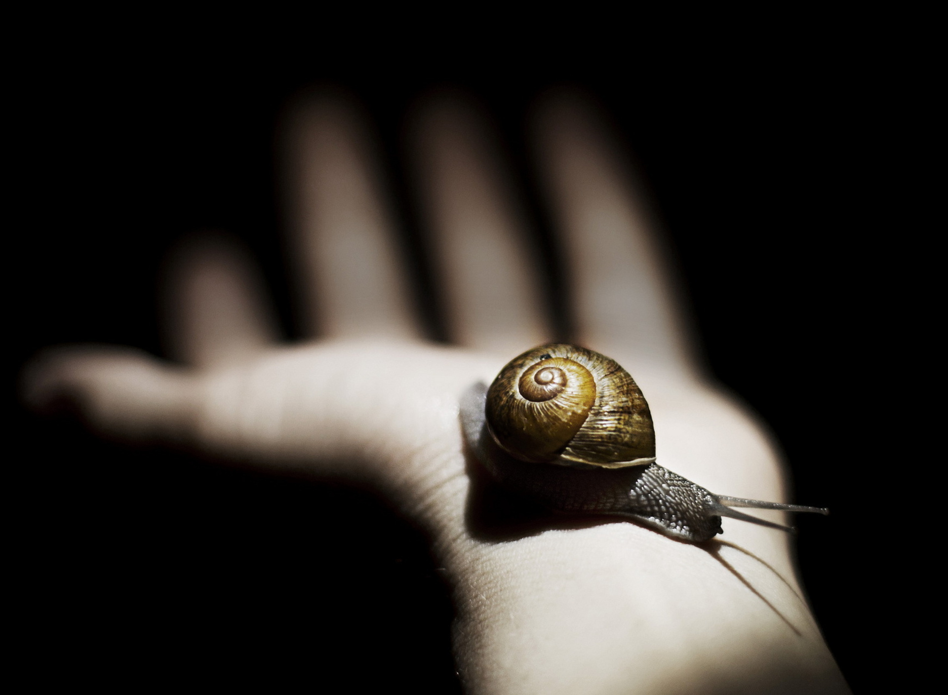 Обои Snail On Hand 1920x1408
