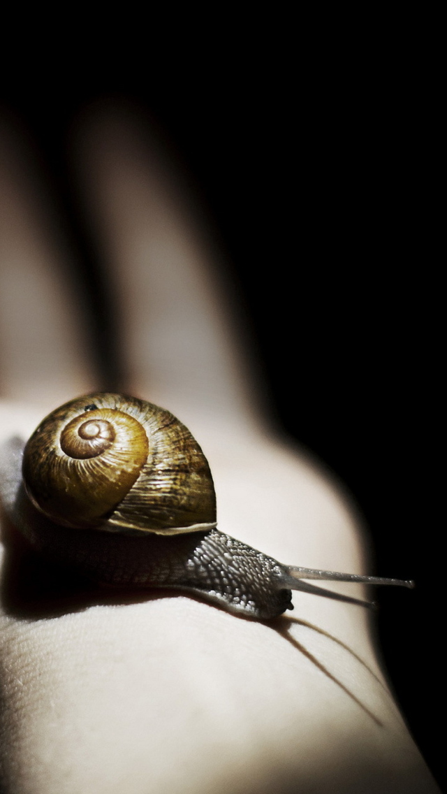 Das Snail On Hand Wallpaper 640x1136